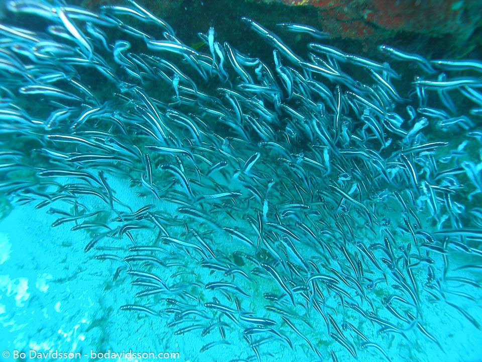 BD-060414-Moalboal-4141239-Plotosus-lineatus-(Thunberg.-1787)-[Striped-eel-catfish.-Korallmal].jpg